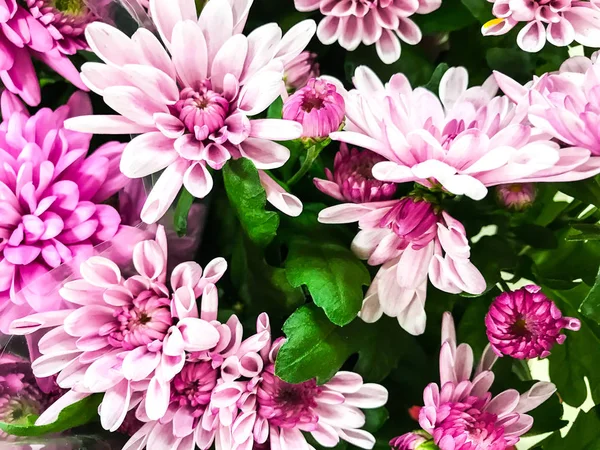 Textur, blumiger Hintergrund von frischen Chrysanthemen — Stockfoto