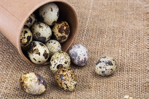 Wachteleier bunt gefärbt, Konzept von Ostern — Stockfoto