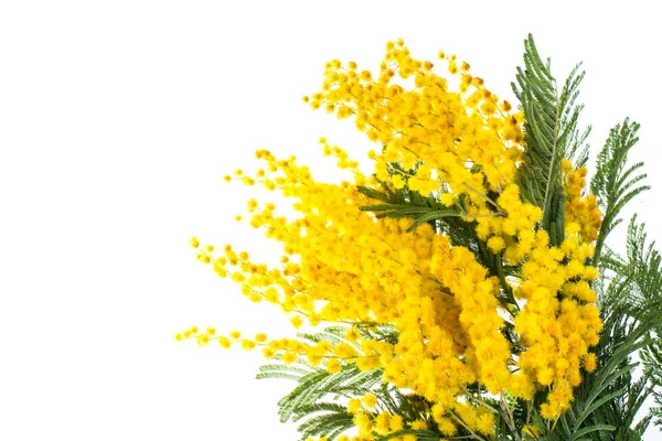 Pobočka rozkvetlých žlutých Acacia dealbata, izolované na bílém pozadí — Stock fotografie