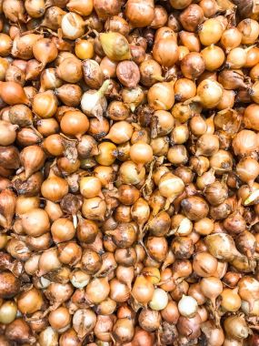 Ürün çeşitliliği içinde dikim için soğan küçük ampul