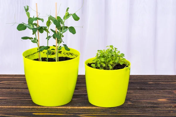 Pot vert avec jeunes pousses d'herbes végétales — Photo