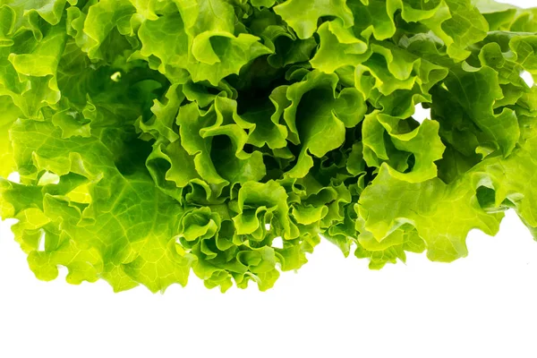 Comida vegetariana. Folhas de alface fresca verde — Fotografia de Stock