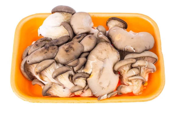 Champignons frais champignons huîtres dans un récipient en plastique — Photo