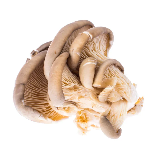 Pile de champignons d'huîtres crus frais isolés sur fond blanc — Photo
