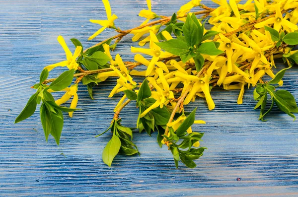 Takken met gele bloemen en groene bladeren op houten achtergrond — Stockfoto