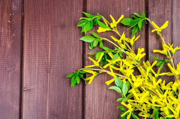 Ветви с желтыми цветами и зелеными листьями на деревянном фоне — стоковое фото