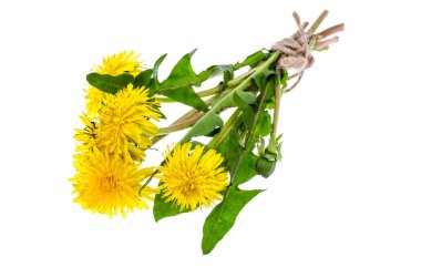 Yeşil yaprakları ile sarı karahindiba