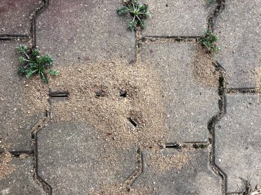 Sand from ants on garden paths clipart