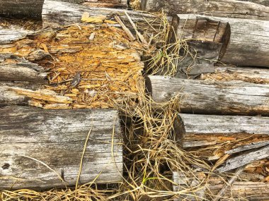 Çürümüş ahşap günlükleri