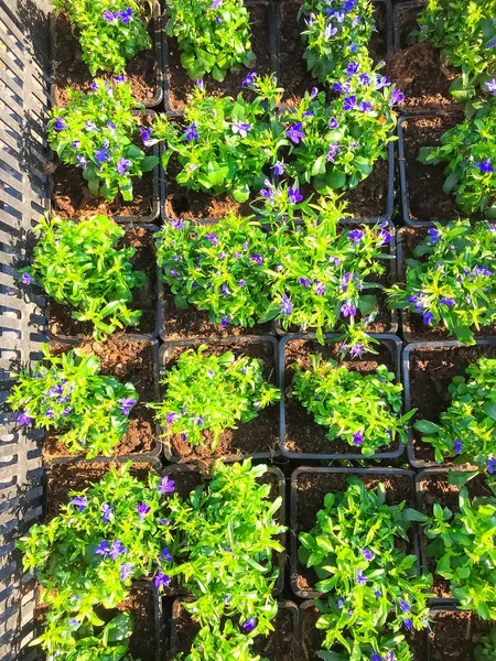 Saplings of flowers for spring landing in garden — Stock Photo, Image