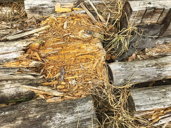 Troncos de madera decaídos — Foto de Stock