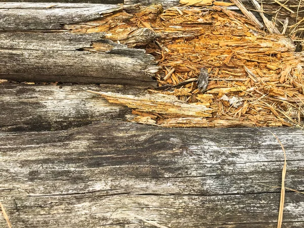 Troncos de madera decaídos — Foto de Stock