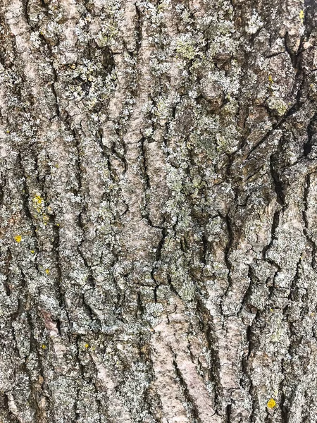 Фон, текстура старого дерева з мохом — стокове фото