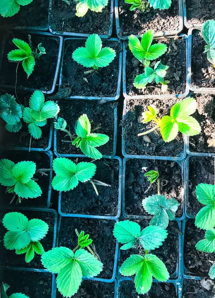 Piantine di fragole giovani in contenitori di plastica — Foto Stock