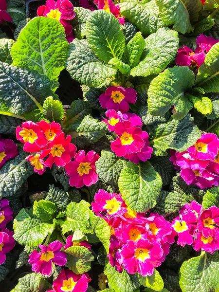 Tło, tekstura, pocztówka z kolorowych kwiatów pierwiosnka ogród — Zdjęcie stockowe