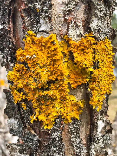 Amarillo musgo viejo en troncos de árboles frutales en el jardín — Foto de Stock