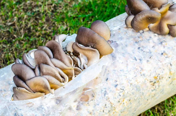 Culture de champignons huîtres sur substrat — Photo