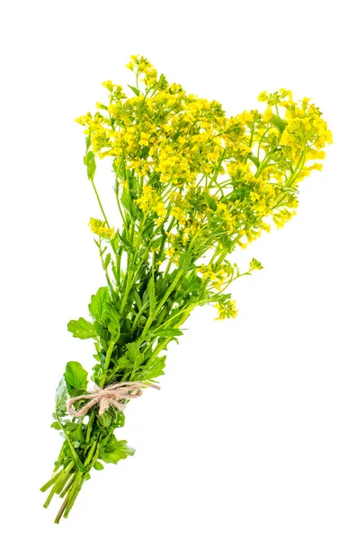 Ramo de tallos con pequeñas flores amarillas — Foto de Stock