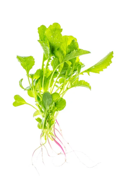 Ramo de hierbas frescas de jardín verde, concepto de comida cruda y nutrición vegetariana — Foto de Stock