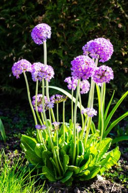 Çok renkli bahar çiçekleri Bahçe