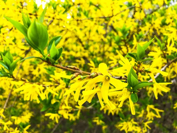 Background, floral texture of spring yellow Forsythia. — Stock Photo, Image