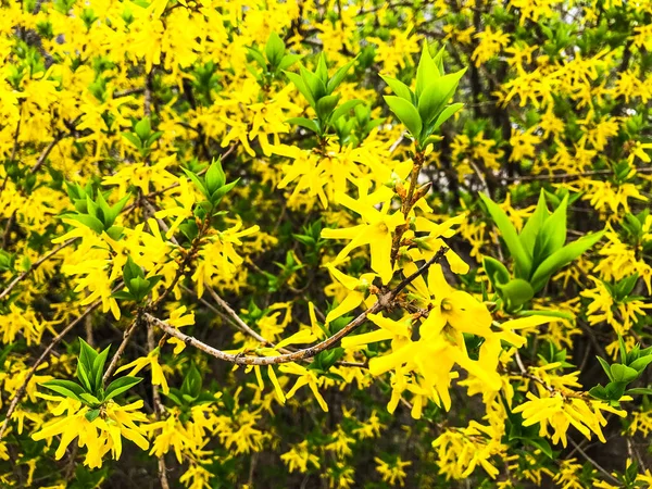 Fond, texture florale jaune printemps Forsythia . — Photo