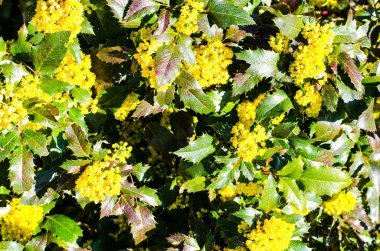 Arka plan yaprakları ve mahonia sarı çiçek