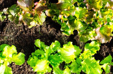 Sera bahar yeşillik ile tohum