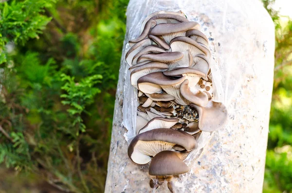 Culture de champignons huîtres sur substrat — Photo