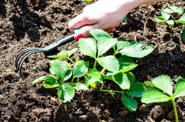 Care for garden strawberries, hand loosens the ground — Stock Photo, Image