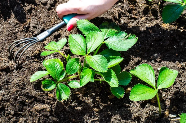 Care for garden strawberries, hand loosens the ground — Stock Photo, Image