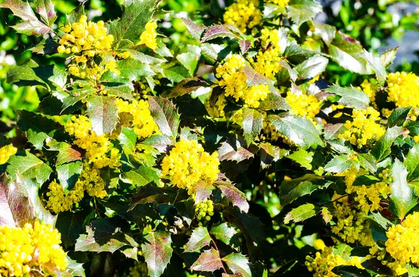 Achtergrond van bladeren en gele bloemen van de mahonia — Stockfoto