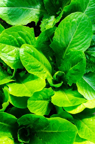 Seeds with spring greens in greenhouse — Stock Photo, Image