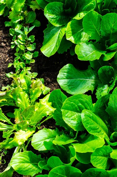 Sera bahar yeşillik ile tohum — Stok fotoğraf