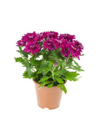 Beyaz arka planda kapta pembe kasımpatı çalısı. Stüdyo Fotoğrafı