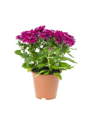 Beyaz arka planda kapta pembe kasımpatı çalısı. Stüdyo Fotoğrafı