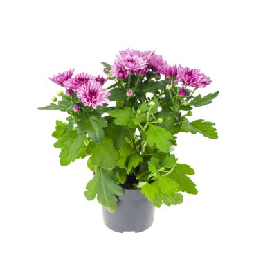 Beyaz arka planda kapta pembe kasımpatı çalısı. Stüdyo Fotoğrafı