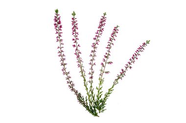 Blooming pink heather branches on white background. Studio Photo clipart