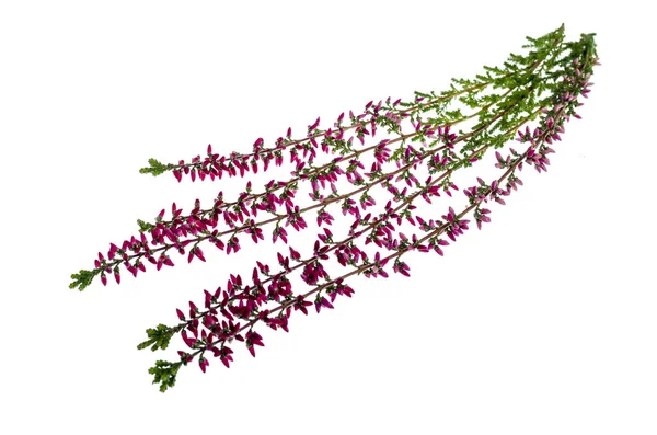 Квітучі Гілки Рожевого Листя Білому Тлі Студія Фото — стокове фото