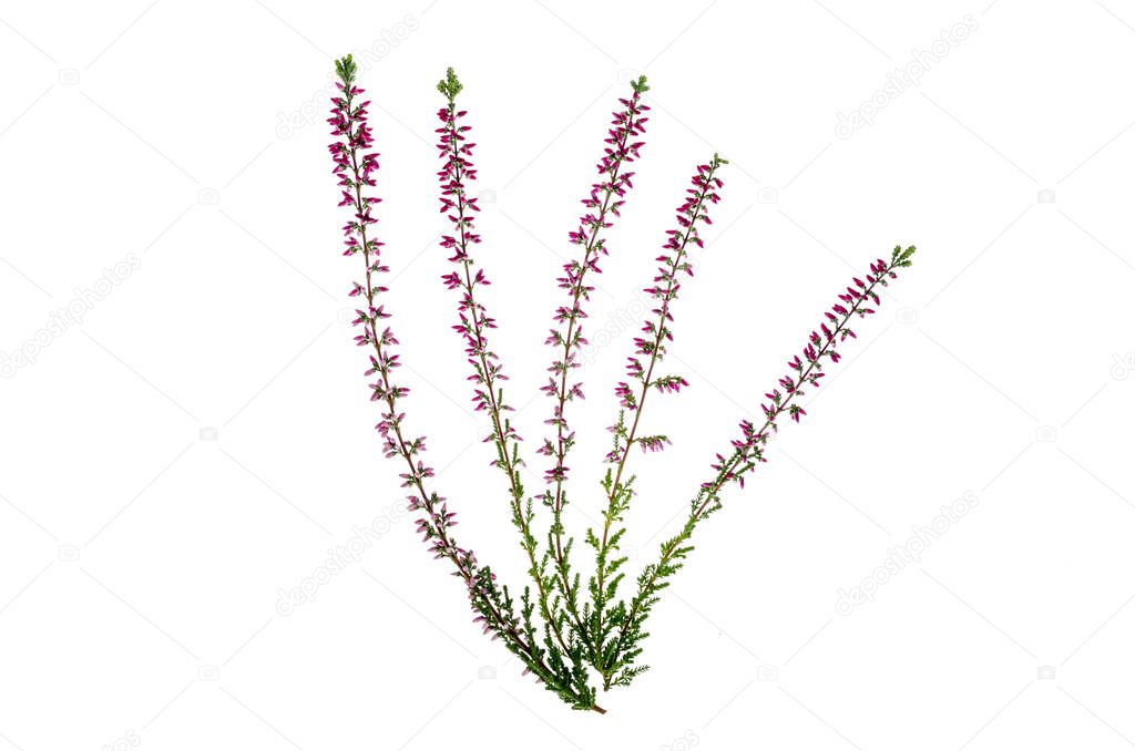 Blooming pink heather branches on white background. Studio Photo