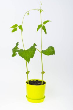 Tencerede taze fasulye filizleri. Stüdyo Fotoğrafı