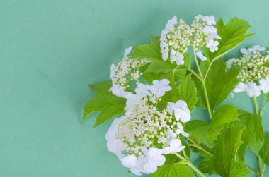 Beyaz kabartmalı çalı dalı ve parlak renkli arka planda yeşil yapraklar. Stüdyo Fotoğrafı