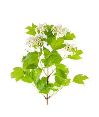 Yeşil yapraklı beyaz viburnum infloresanları. Stüdyo Fotoğrafı