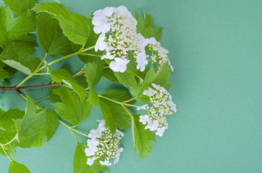 Beyaz kabartmalı çalı dalı ve parlak renkli arka planda yeşil yapraklar. Stüdyo Fotoğrafı