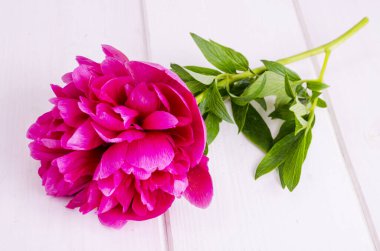 Beyaz ahşap masada pembe şakayık çiçeği. Stüdyo Fotoğrafı