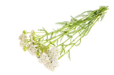 Beyaz arka planda izole edilmiş bir çiçek demeti. Stüdyo Fotoğrafı