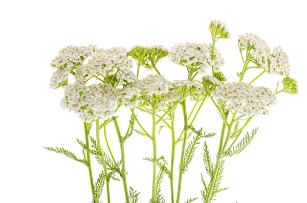 Букет Квітів Ягід Ізольований Білому Тлі Студія Фото — стокове фото