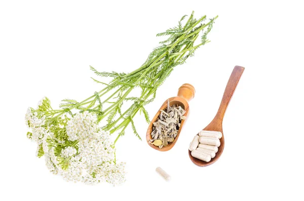 Traditional Medicine Concept Medicinal Plants Herbal Capsules Studio Photo — Stock Photo, Image