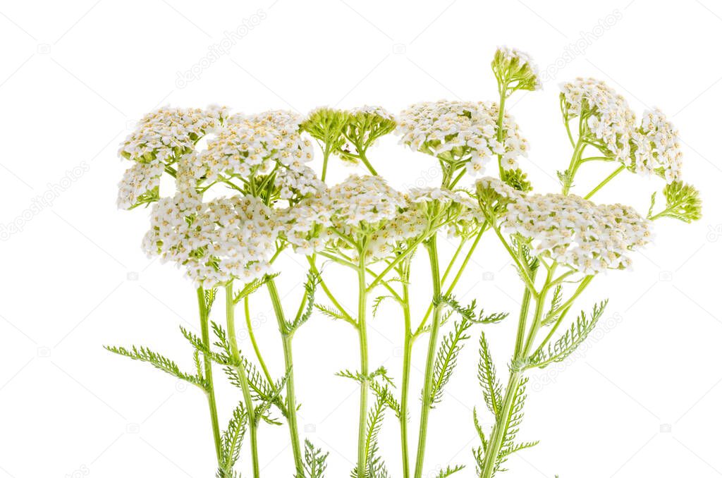 Yarrow flower bunch isolated on white background. Studio Photo