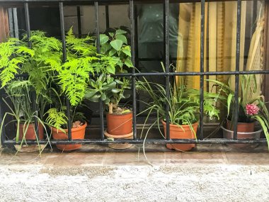 Çiçek açan bitkiler ve saksı çiçekleri bina cephelerini süslüyor. Stüdyo Fotoğrafı